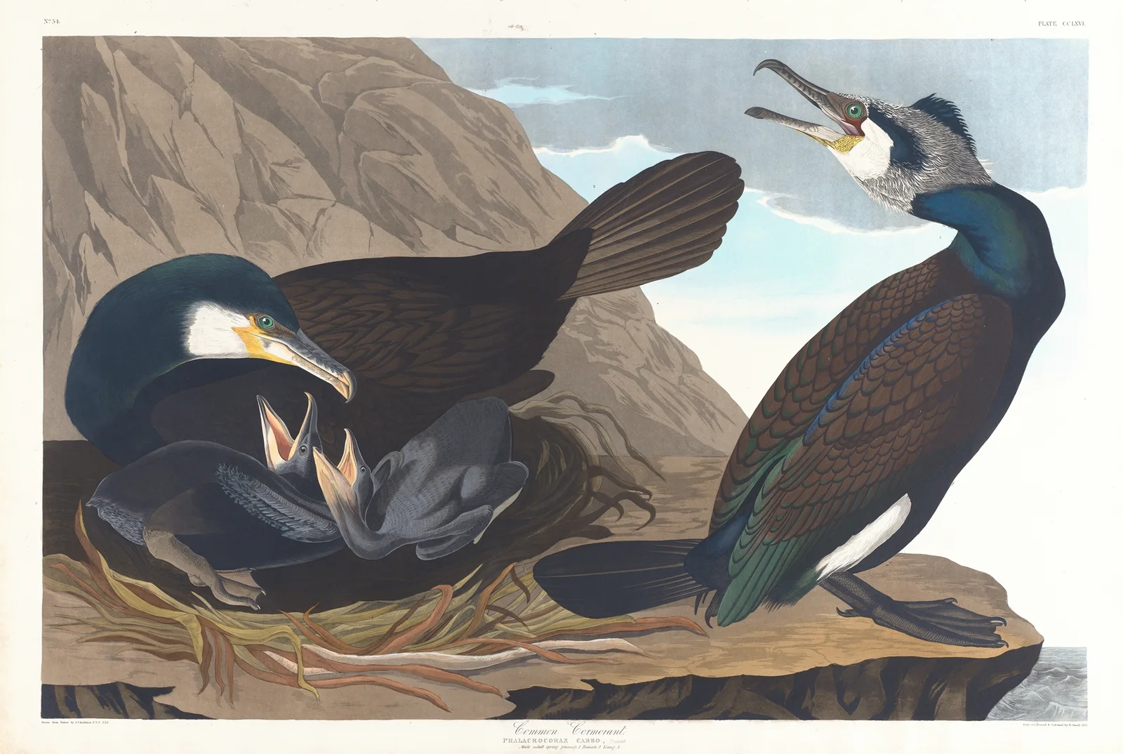 Common cormorant av John James Audubon
