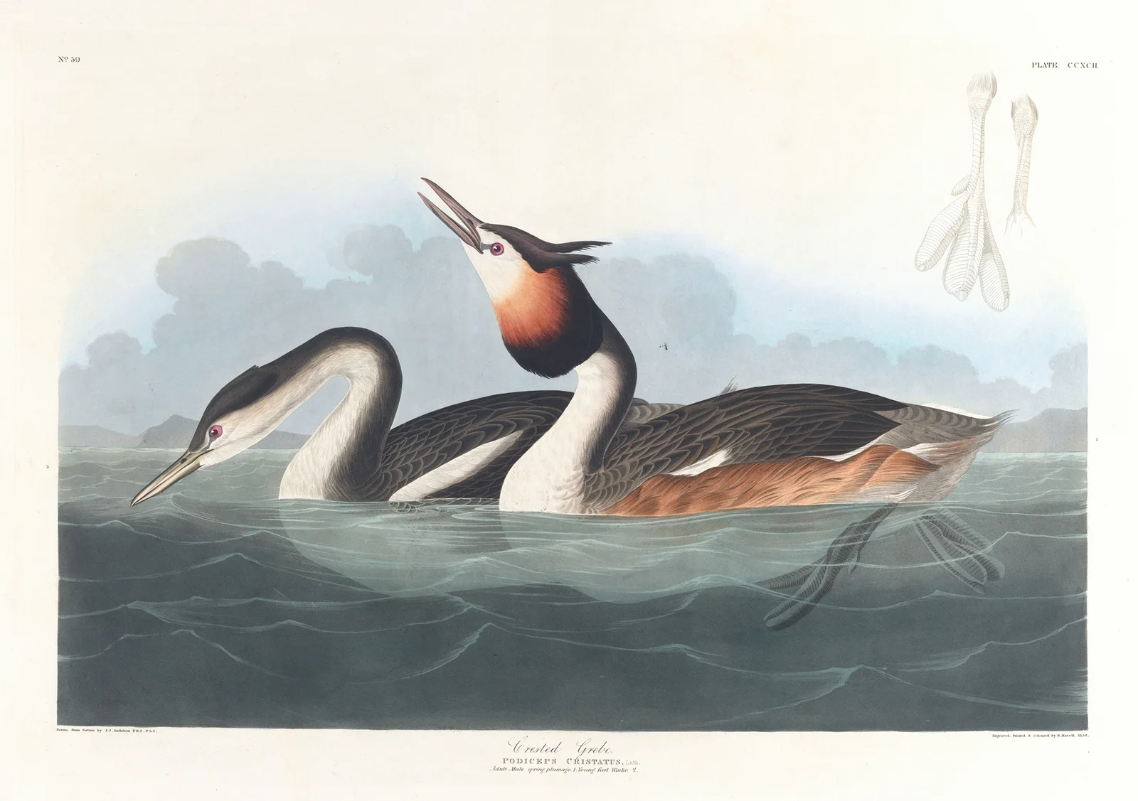 Crested grebe av John James Audubon
