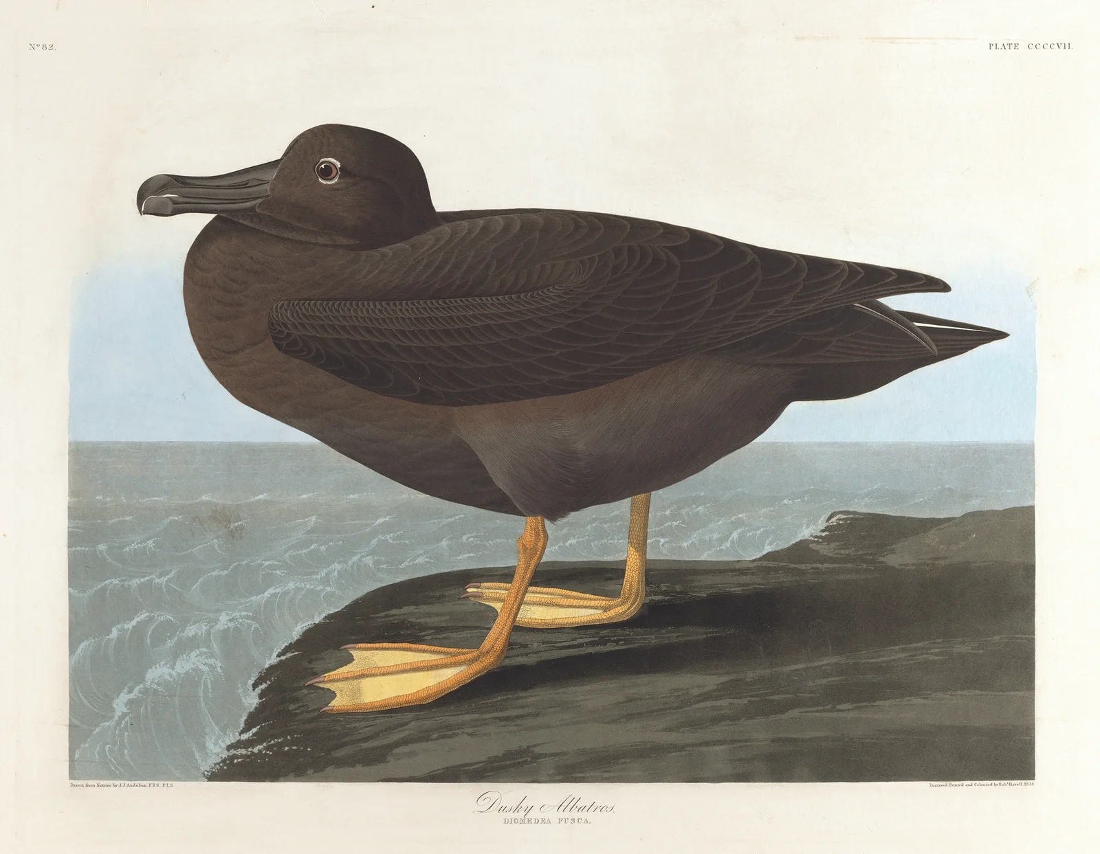 Dusky albatros av John James Audubon