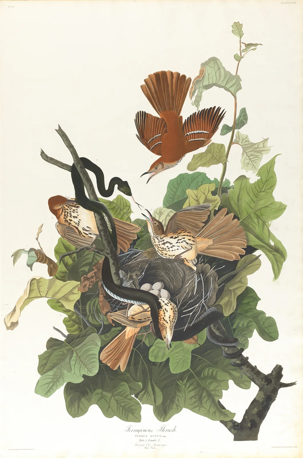 Ferruginous thrush av John James Audubon