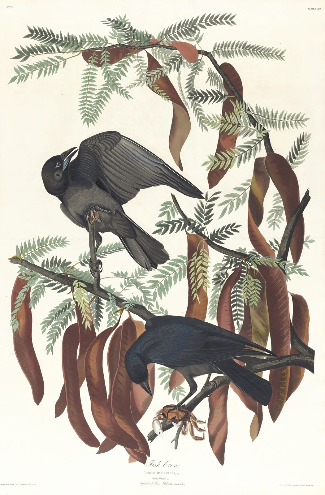 Fish crow av John James Audubon