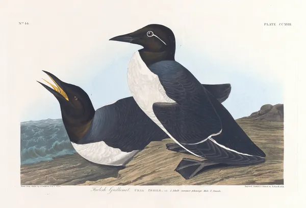 Foolish guillemot av John James Audubon
