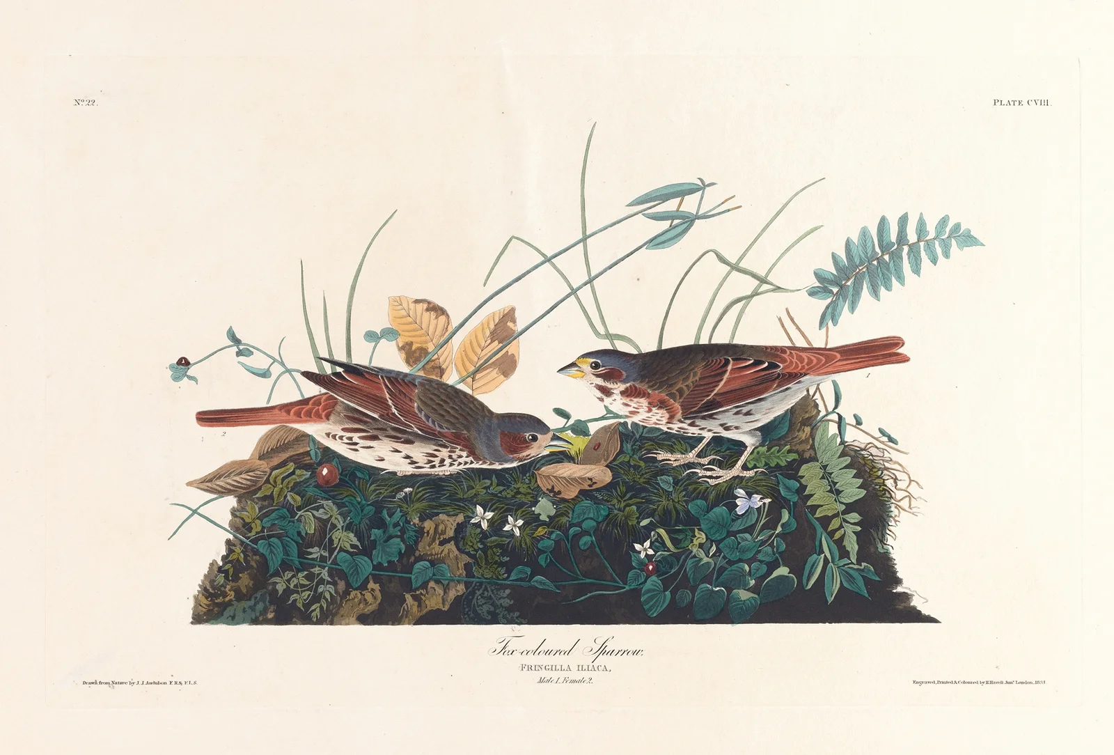 Fox-coloured sparrow av John James Audubon