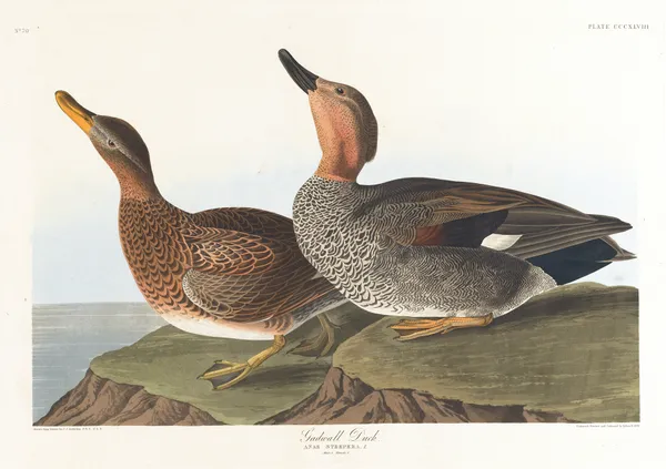 Gadwall duck av John James Audubon