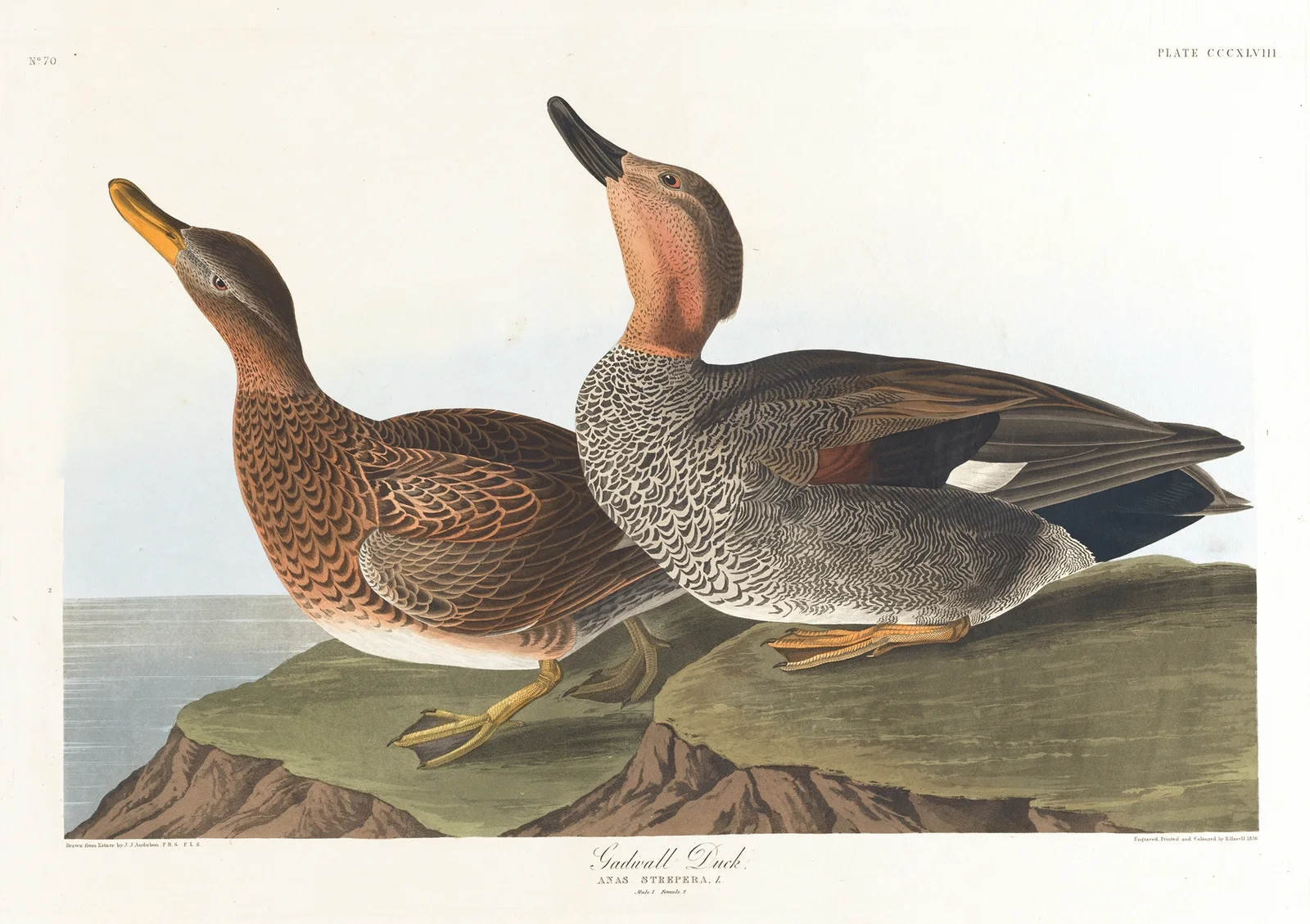Gadwall duck av John James Audubon