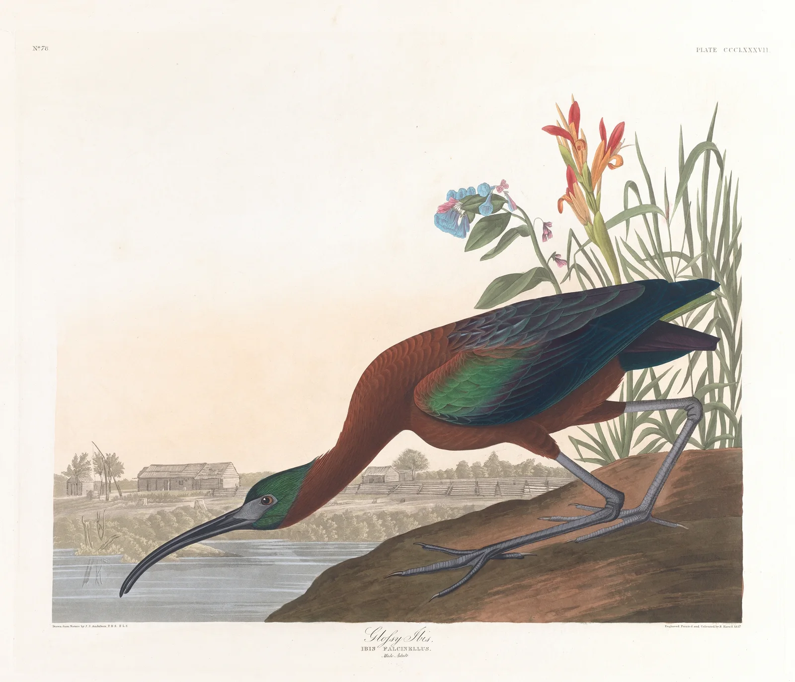 Glossy ibis av John James Audubon