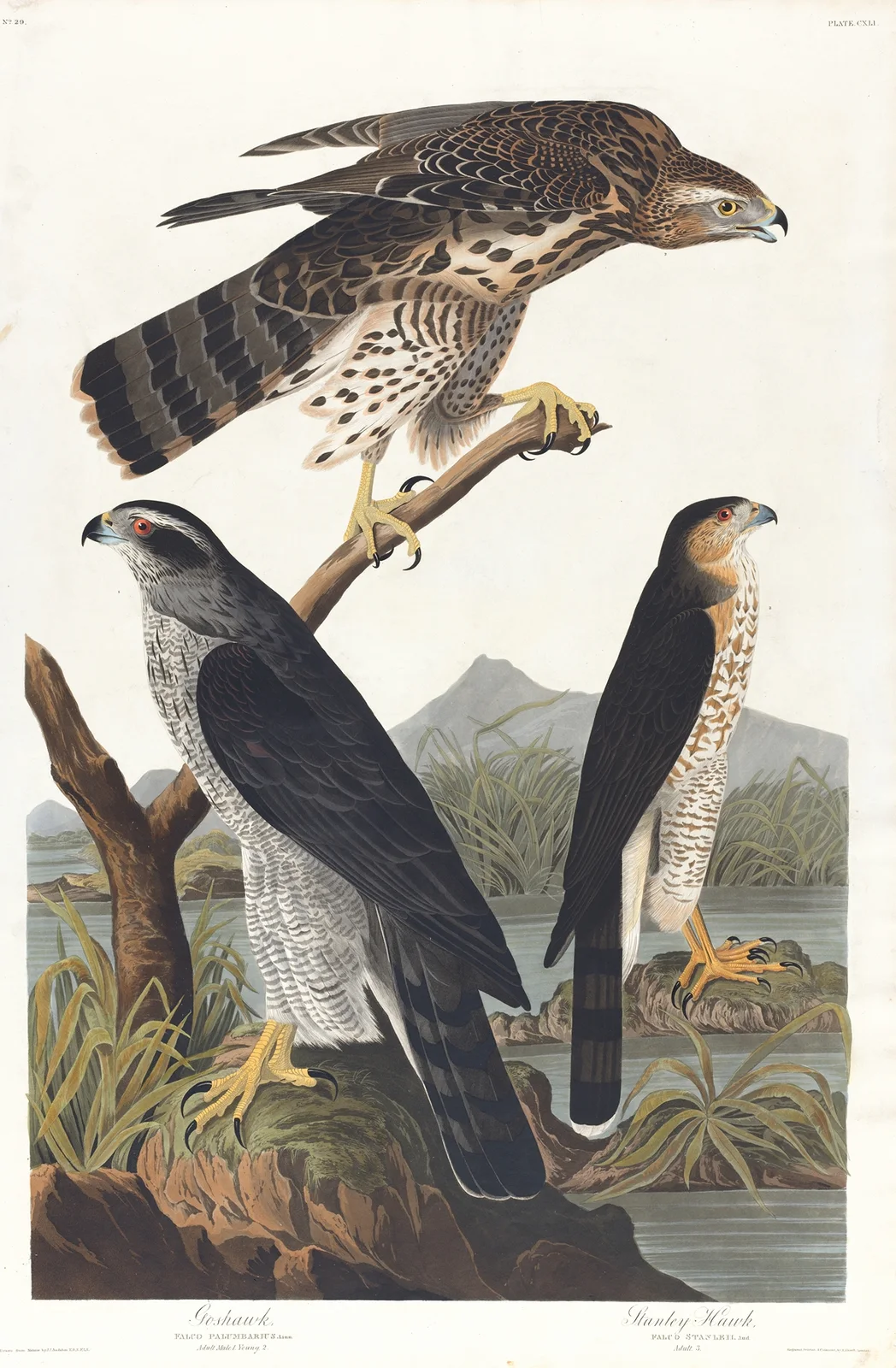 Goshawk, Stanley hawk av John James Audubon
