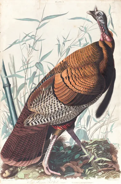 Great American cock av John James Audubon