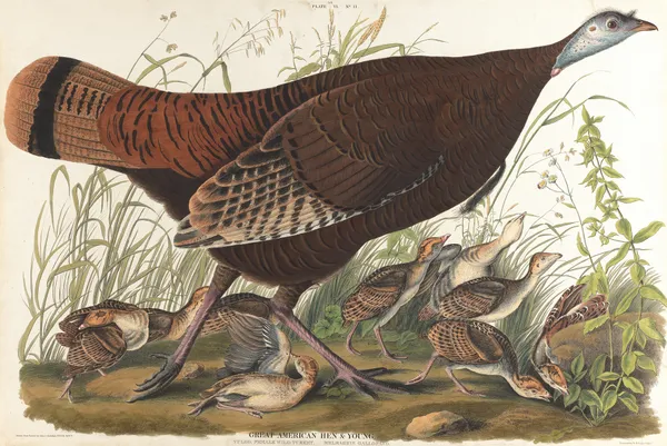 Great American hen & young av John James Audubon
