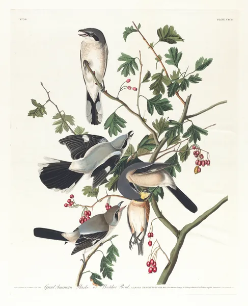 Great American shrike or butcher bird av John James Audubon