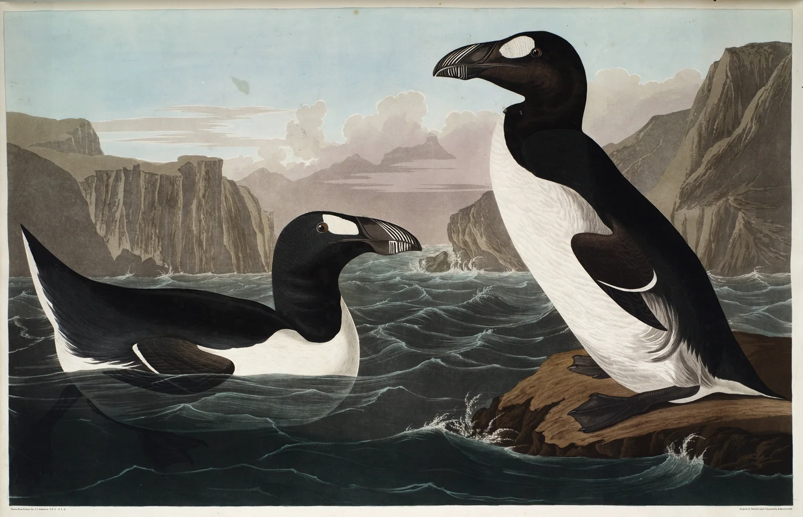 Great Auk av John James Audubon