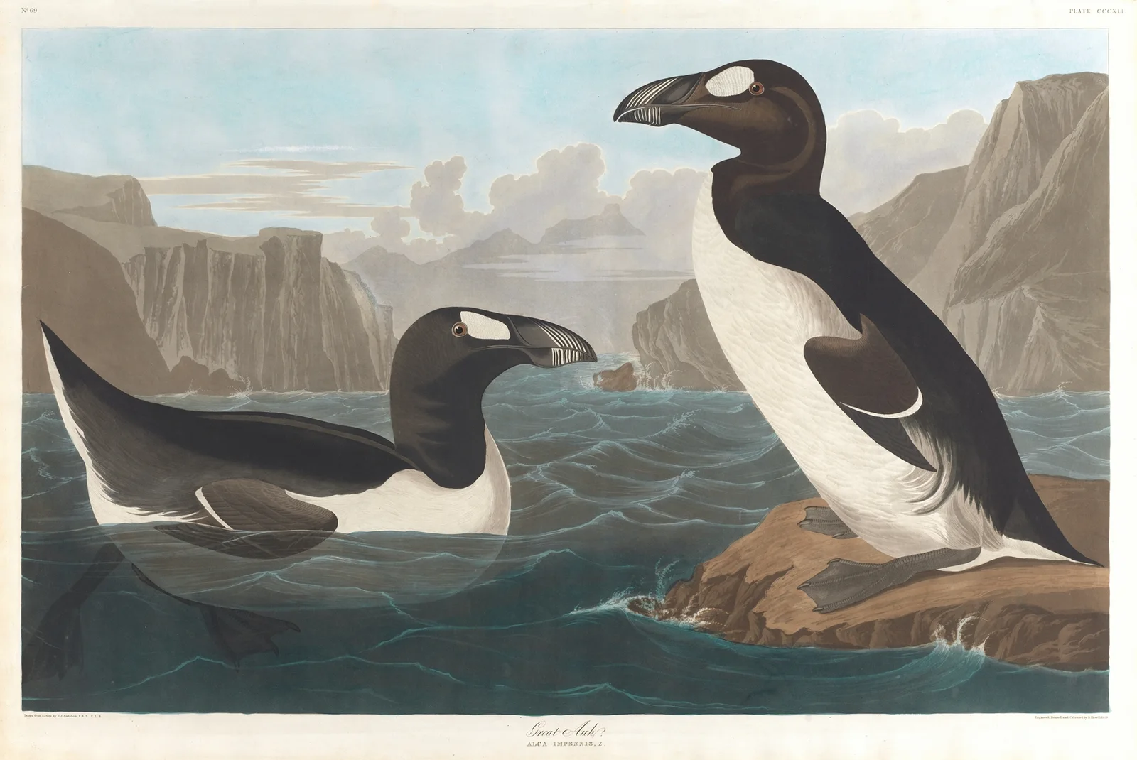 Great auk av John James Audubon