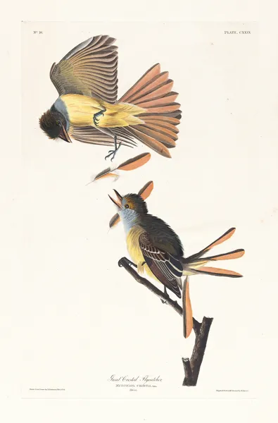 Great crested flycatcher av John James Audubon