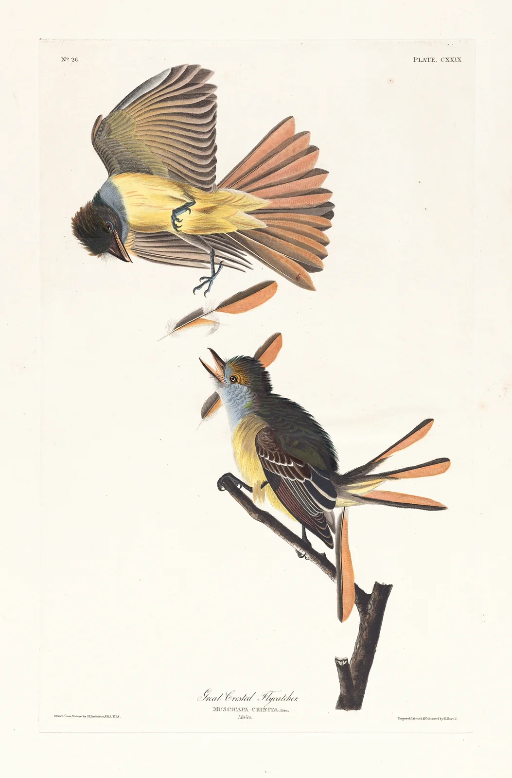 Great crested flycatcher av John James Audubon