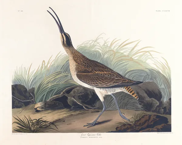Great equimaux curlew av John James Audubon