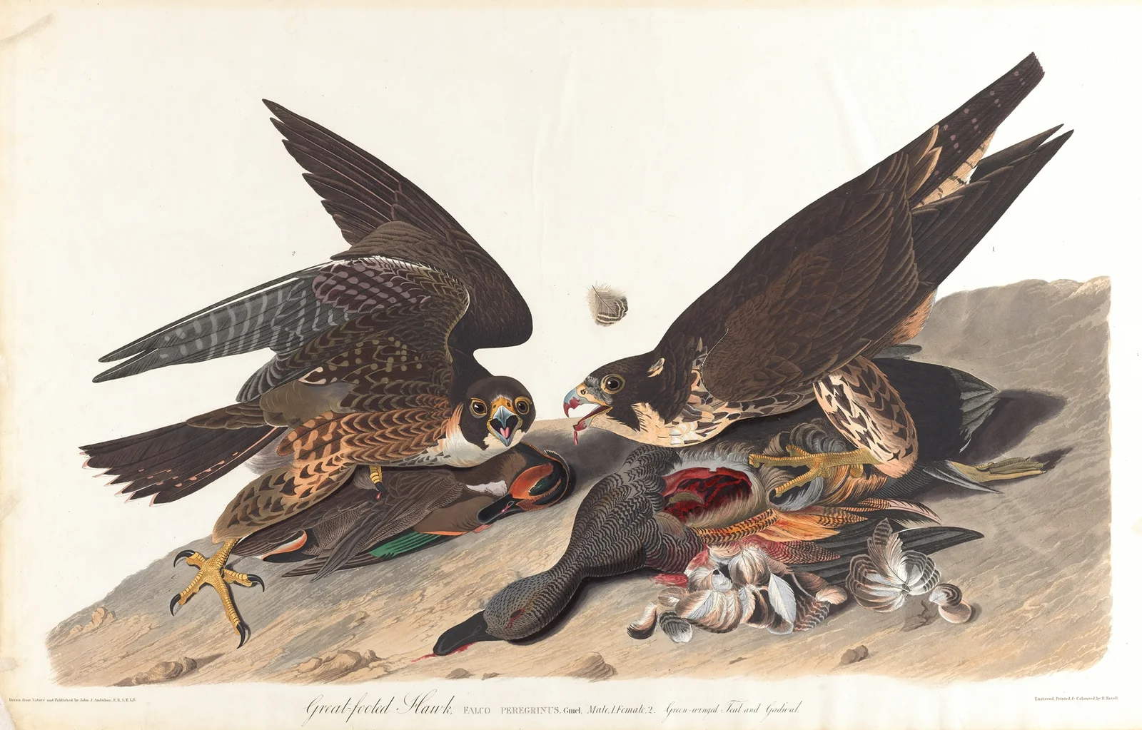 Great-footed hawk av John James Audubon