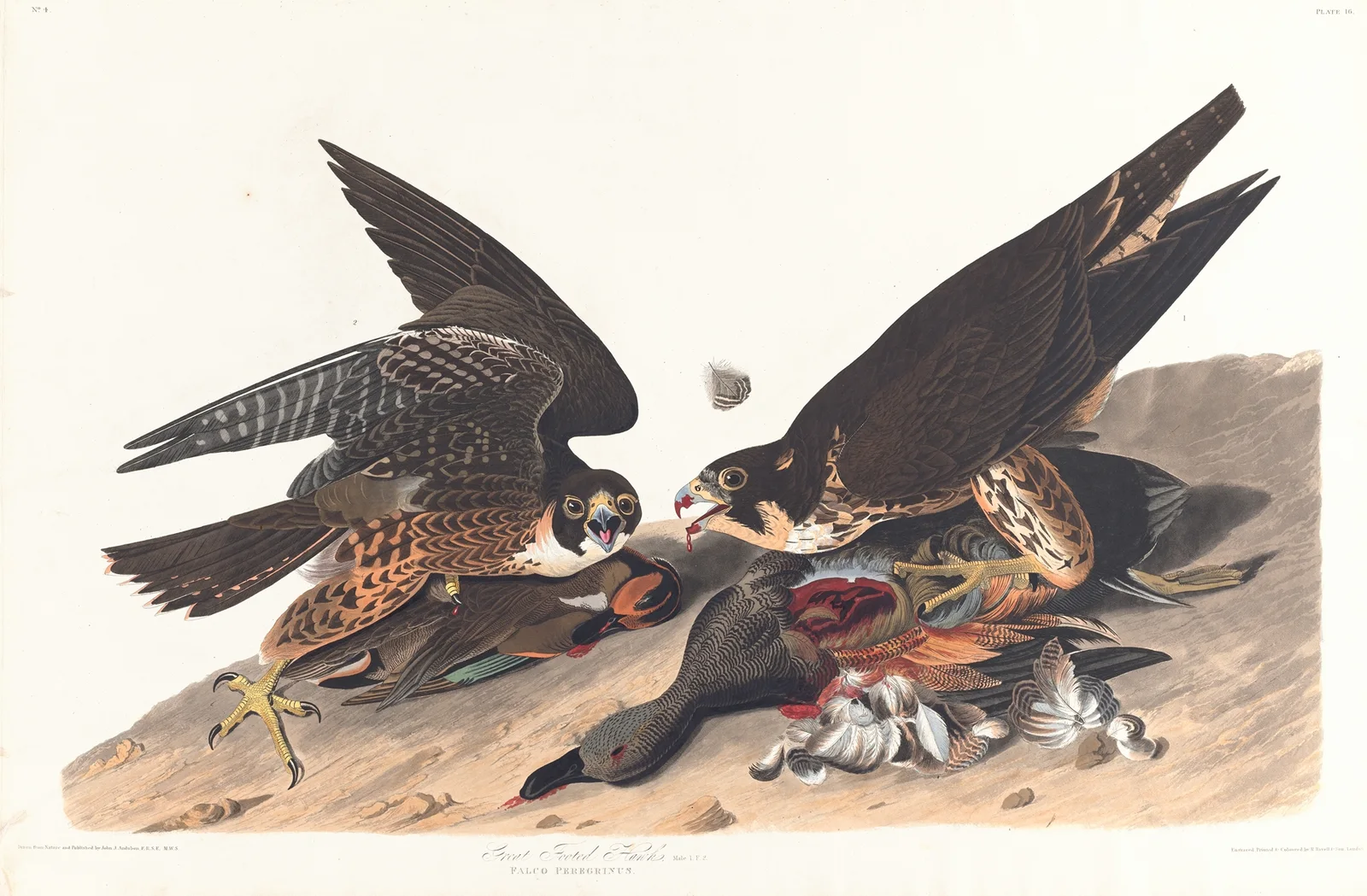 Great footed hawk av John James Audubon