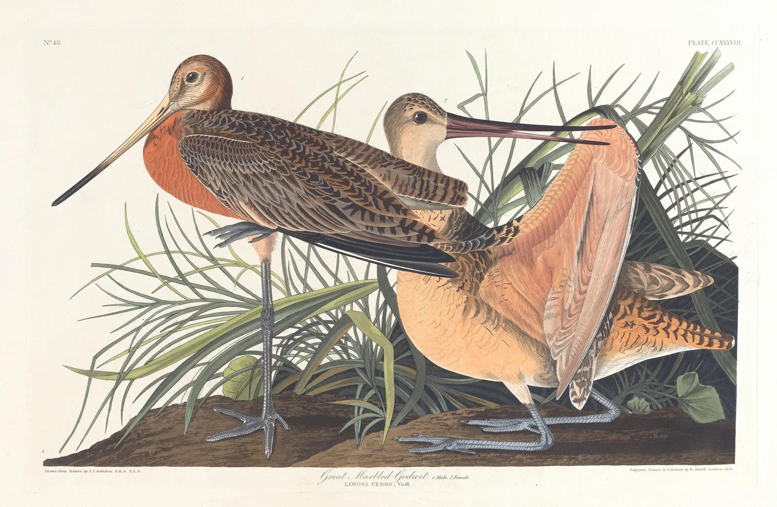 Great marbled godwit av John James Audubon