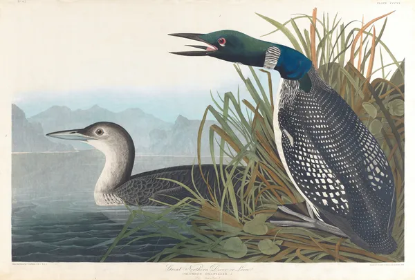 Great northern diver or loon av John James Audubon