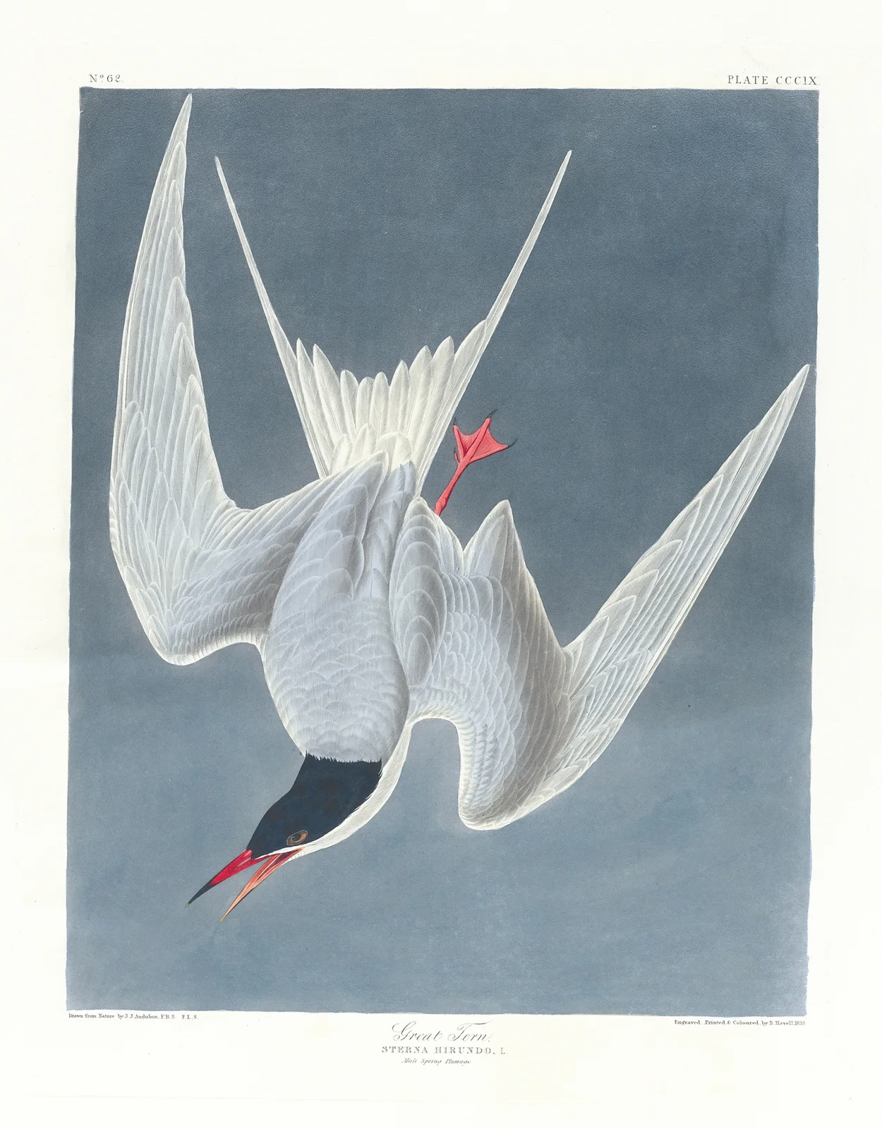 Great tern av John James Audubon