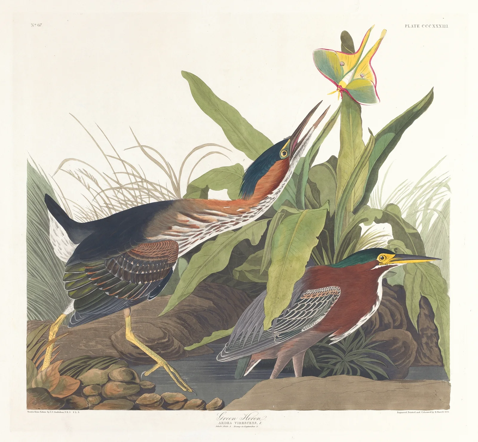 Green heron av John James Audubon