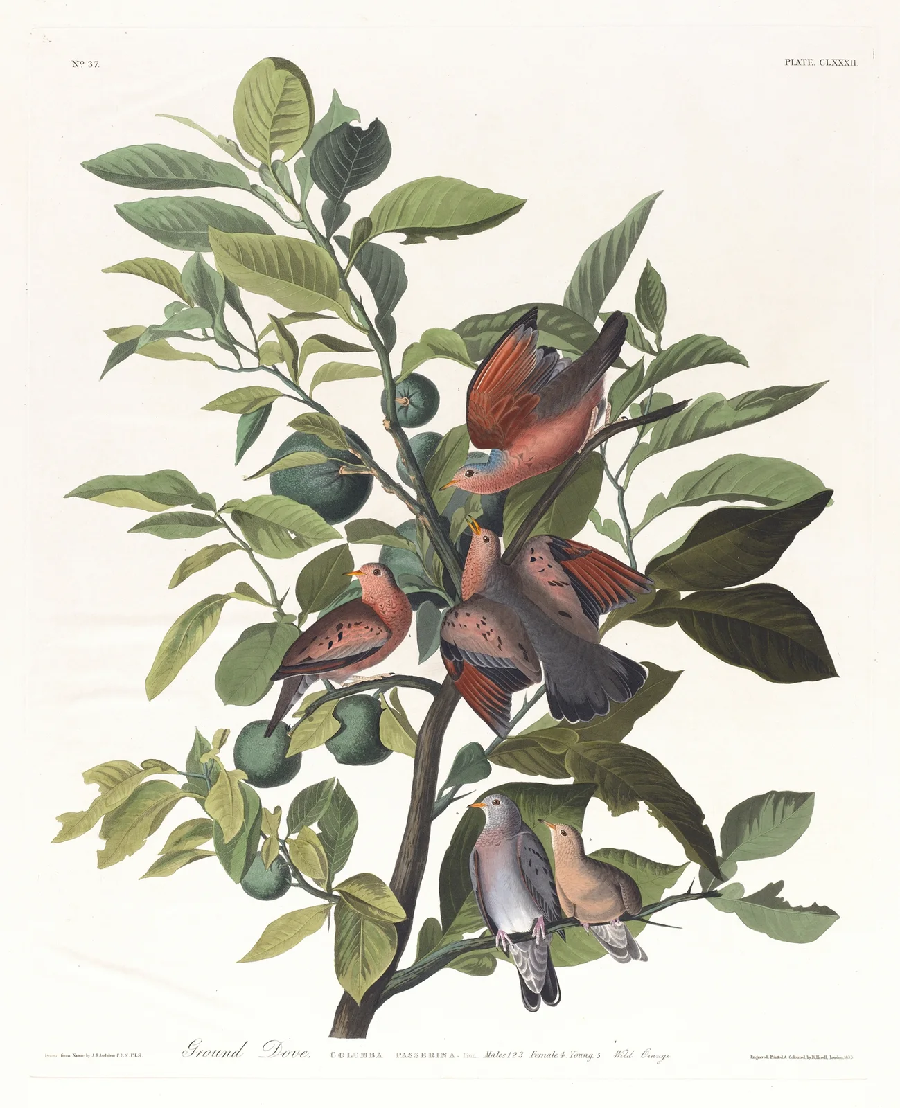Ground dove av John James Audubon