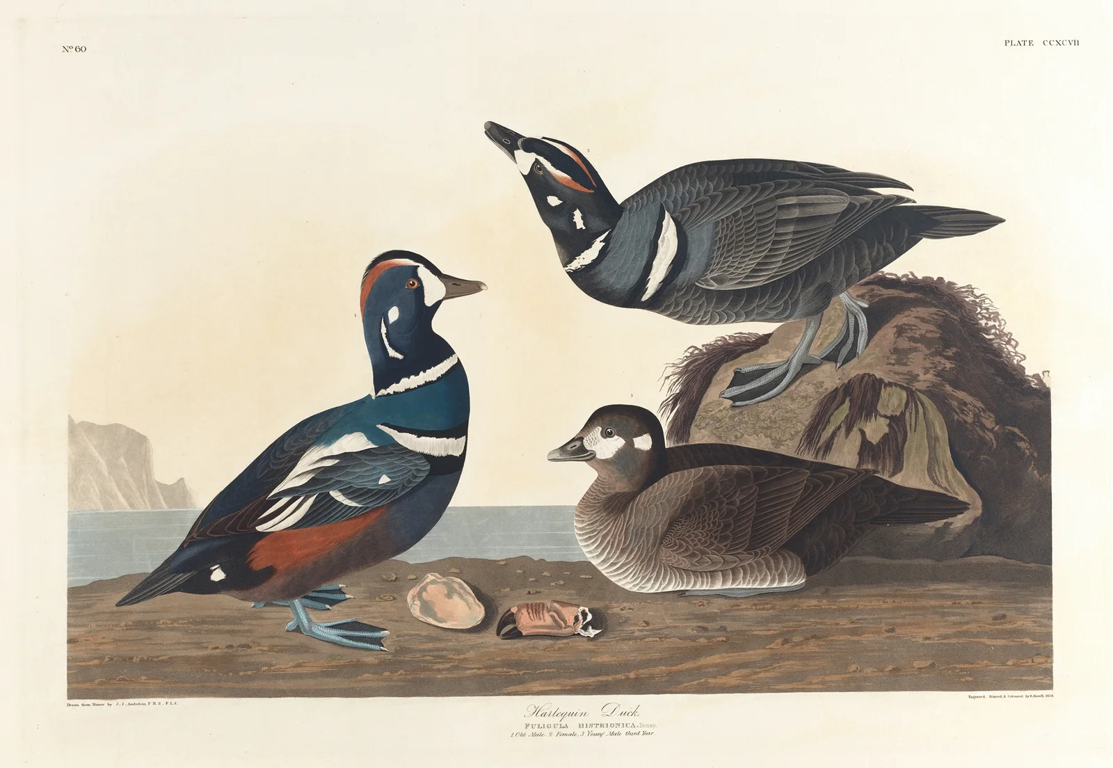 Harlequin duck av John James Audubon