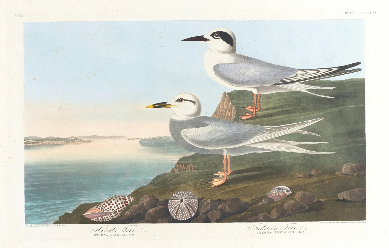 Havell’s tern av John James Audubon