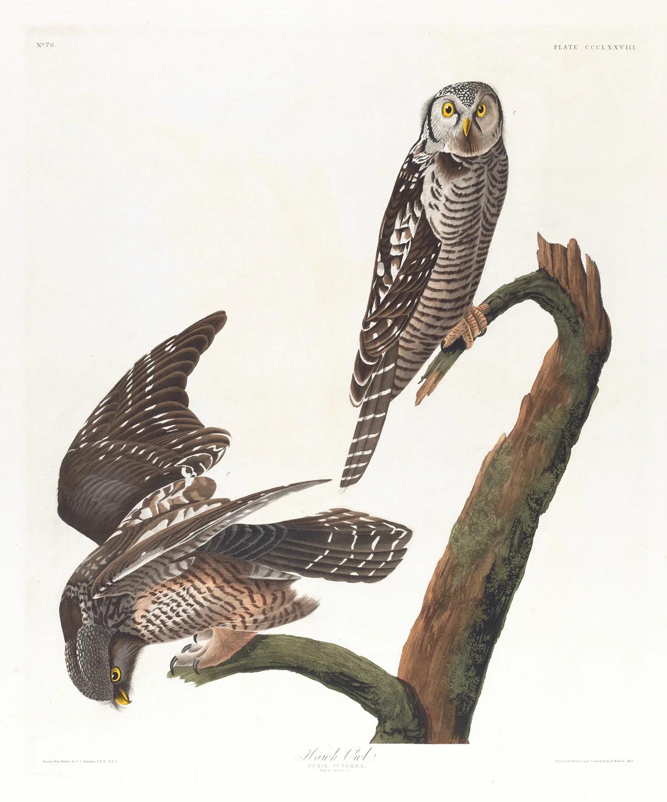 Hawk owl av John James Audubon