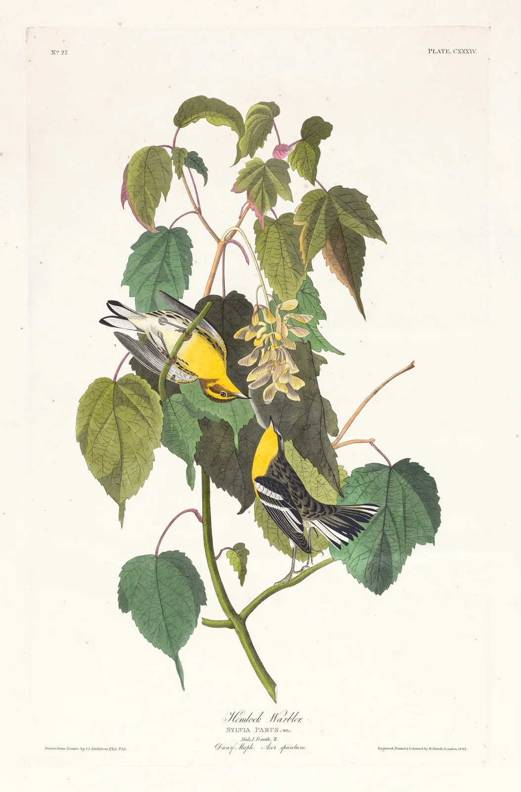 Hemlock warbler av John James Audubon