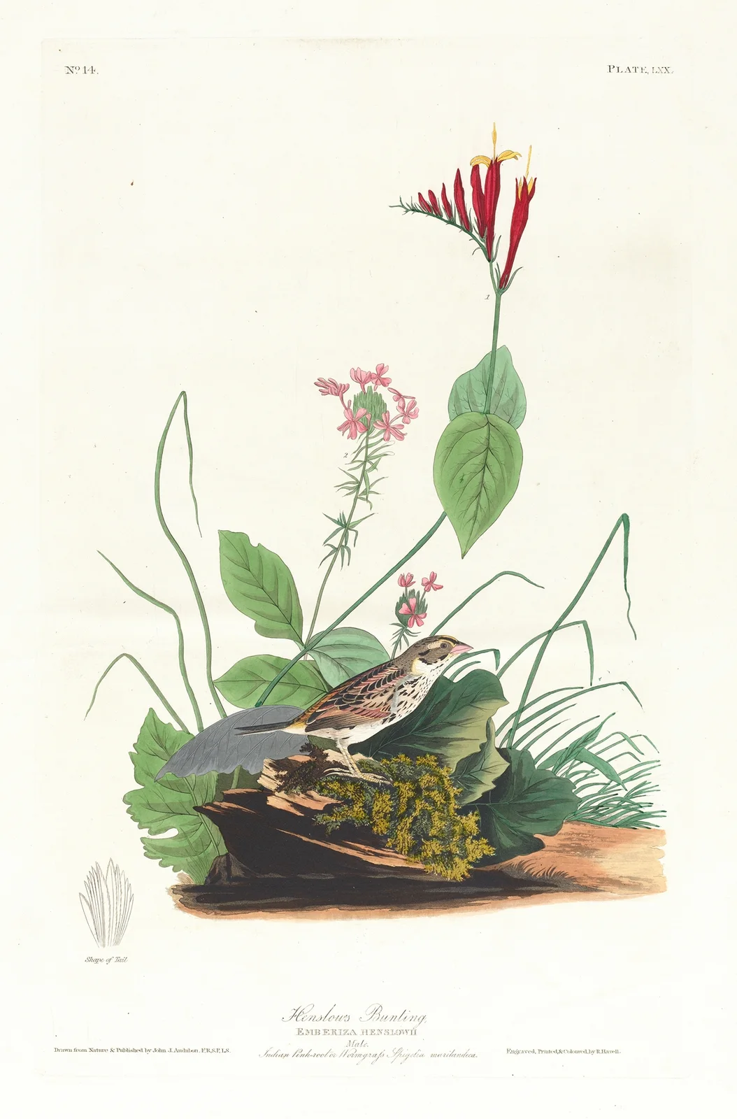 Henslow’s bunting av John James Audubon