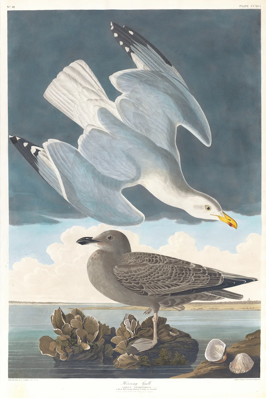 Herring gull av John James Audubon