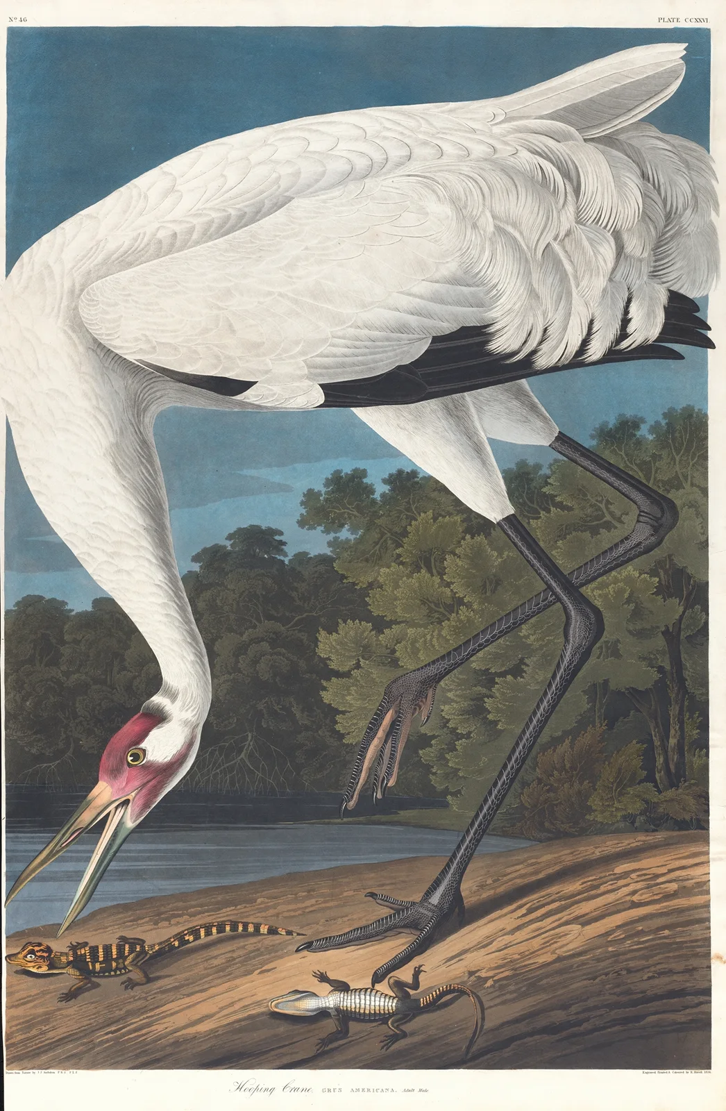 Hooping crane av John James Audubon