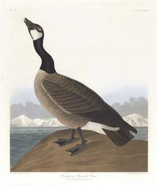 Hutchins’s barnacle goose av John James Audubon