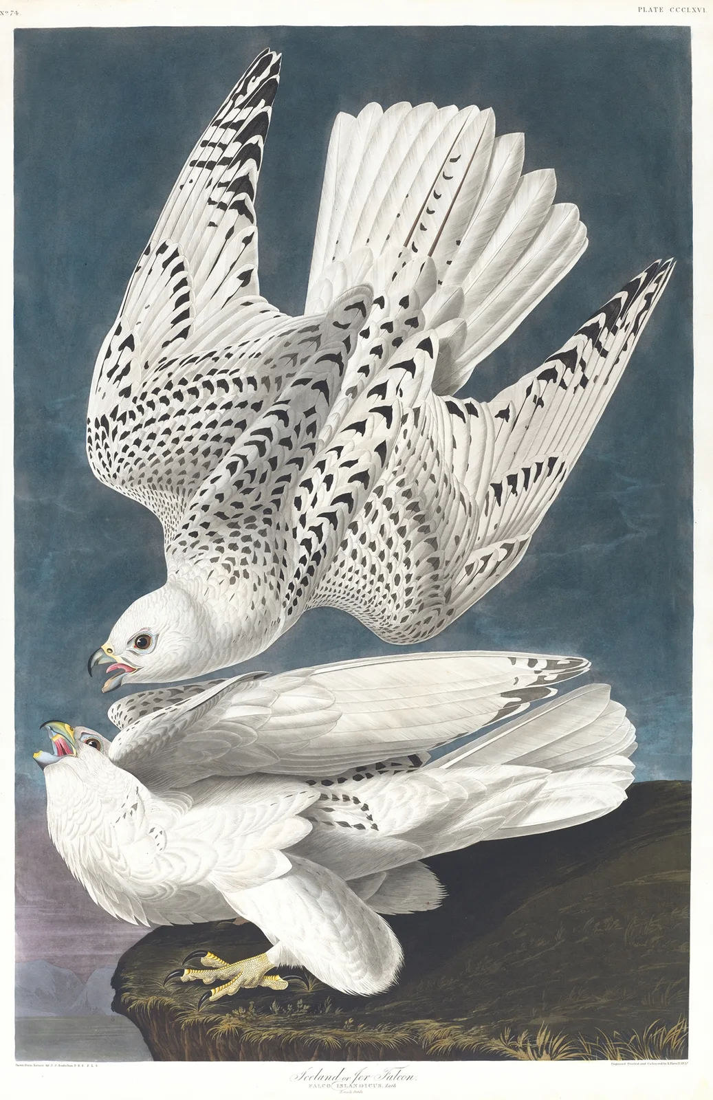 Iceland or jer falcon av John James Audubon