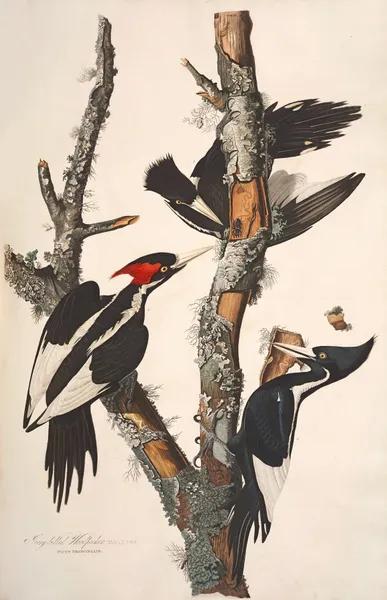 Ivory-billed Woodpecker, 1827 – nr 2 av John James Audubon