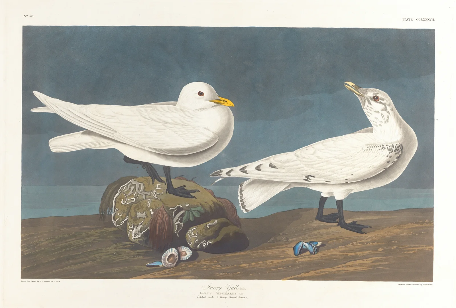 Ivory gull av John James Audubon