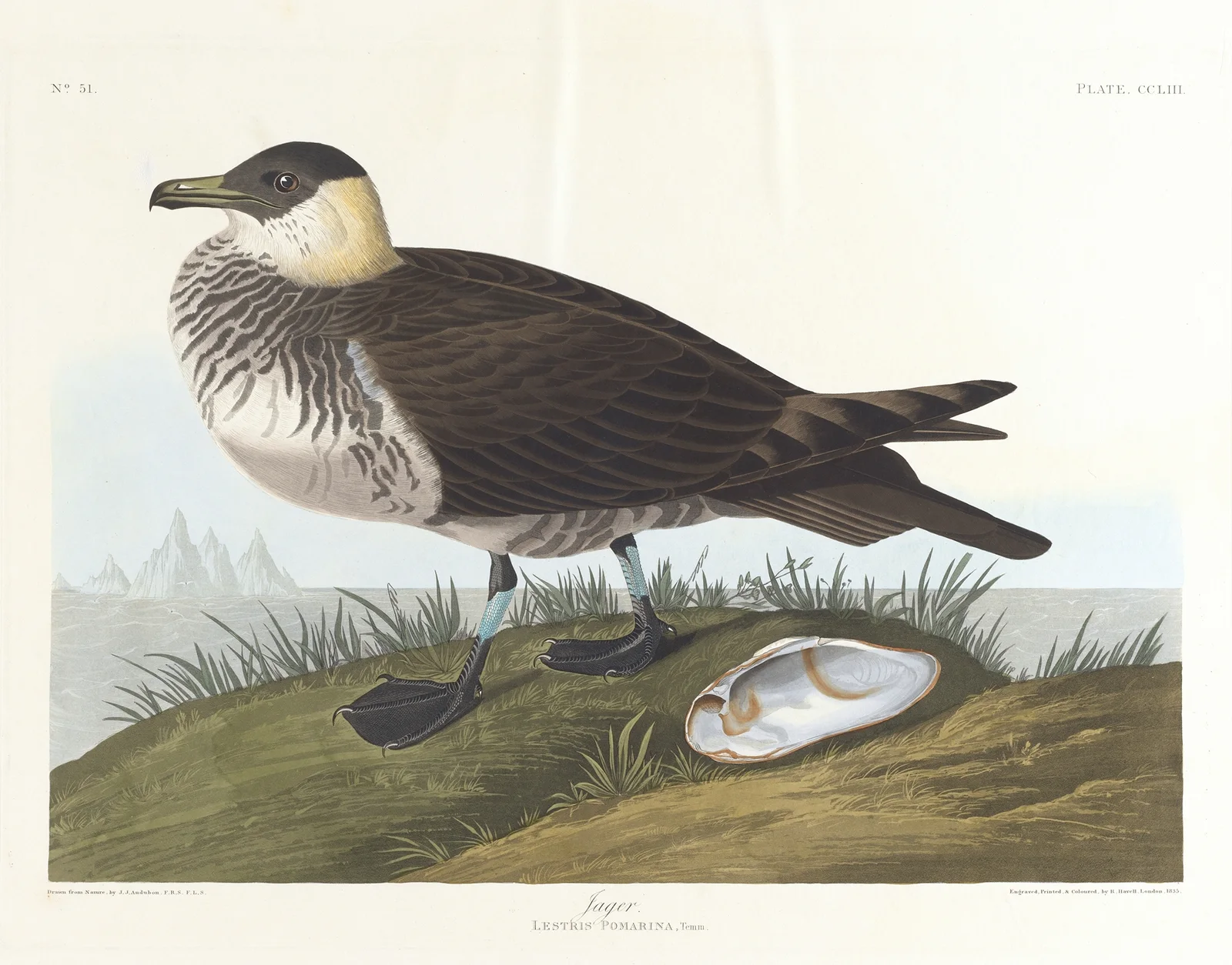 Jager av John James Audubon