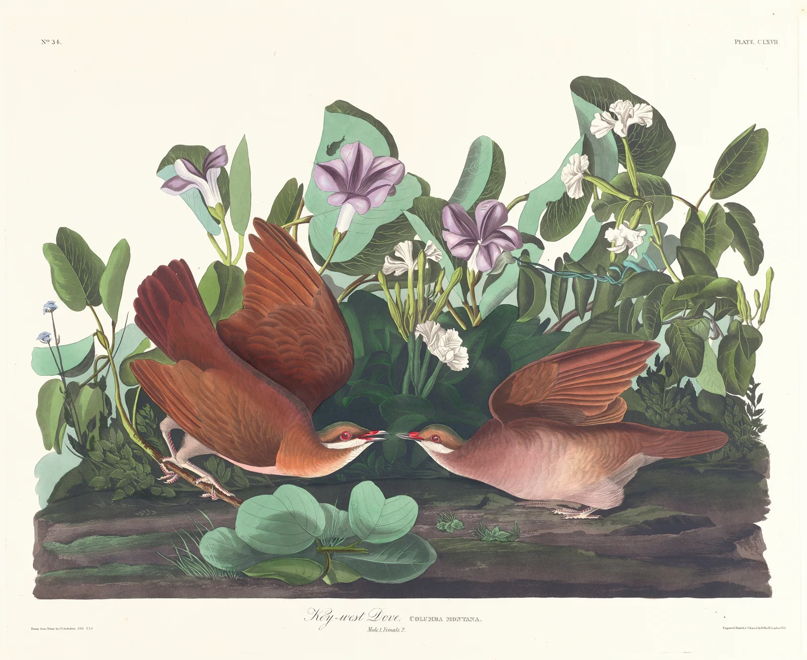Key-west dove av John James Audubon