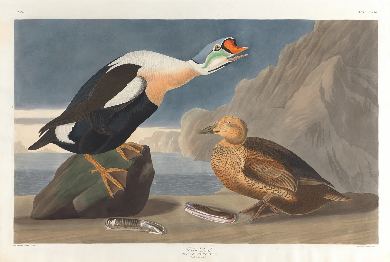 King duck av John James Audubon