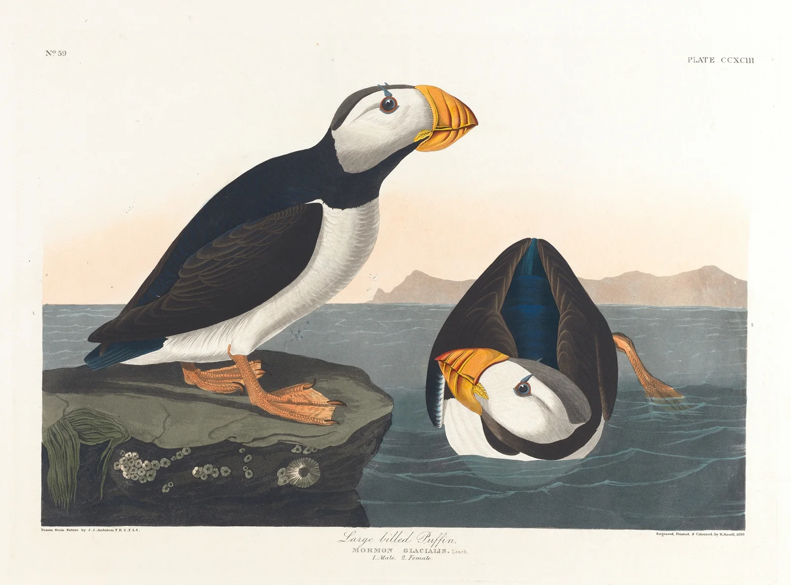 Large-billed puffin av John James Audubon