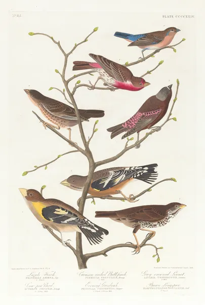 Lazuli finch. Crimson-necked bull finch. Grey-crowned linnet. Cow-pen bird. Evening grosbeak. Brown longspur av John James Audubon