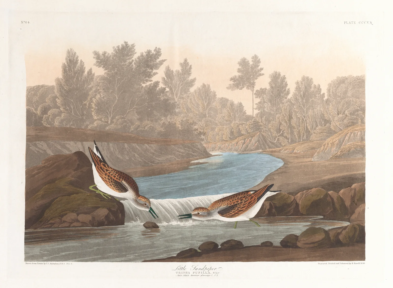 Little sandpiper av John James Audubon