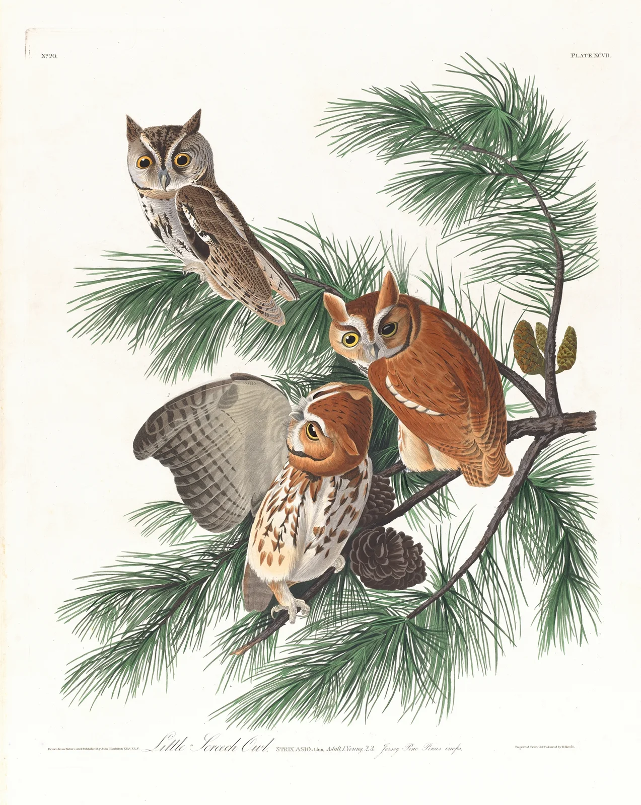 Little screech owl av John James Audubon