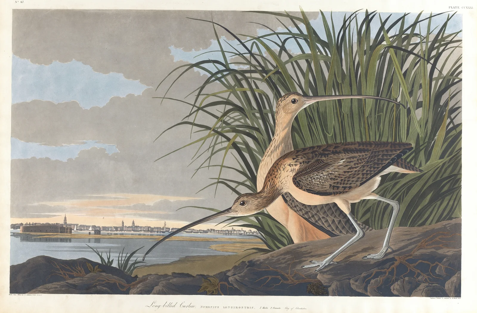 Long-billed curlew av John James Audubon