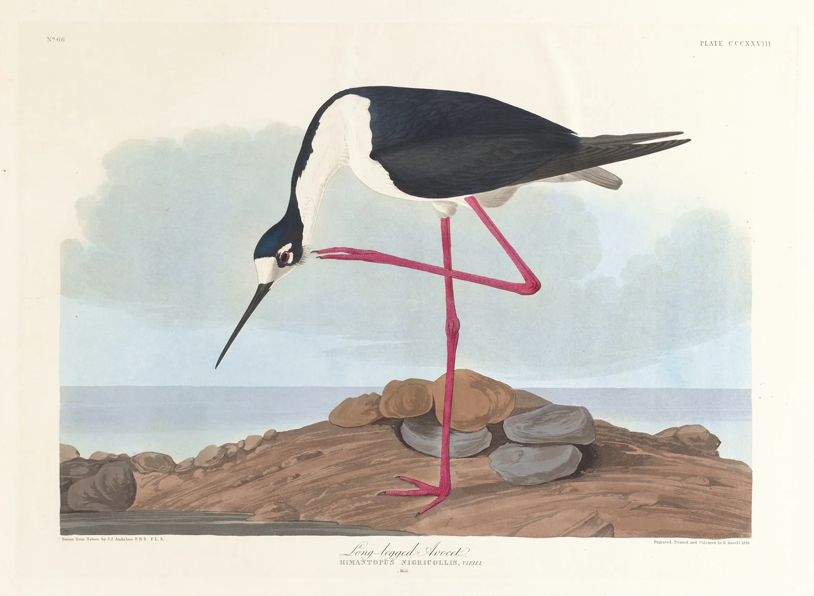 Long-legged avocet av John James Audubon