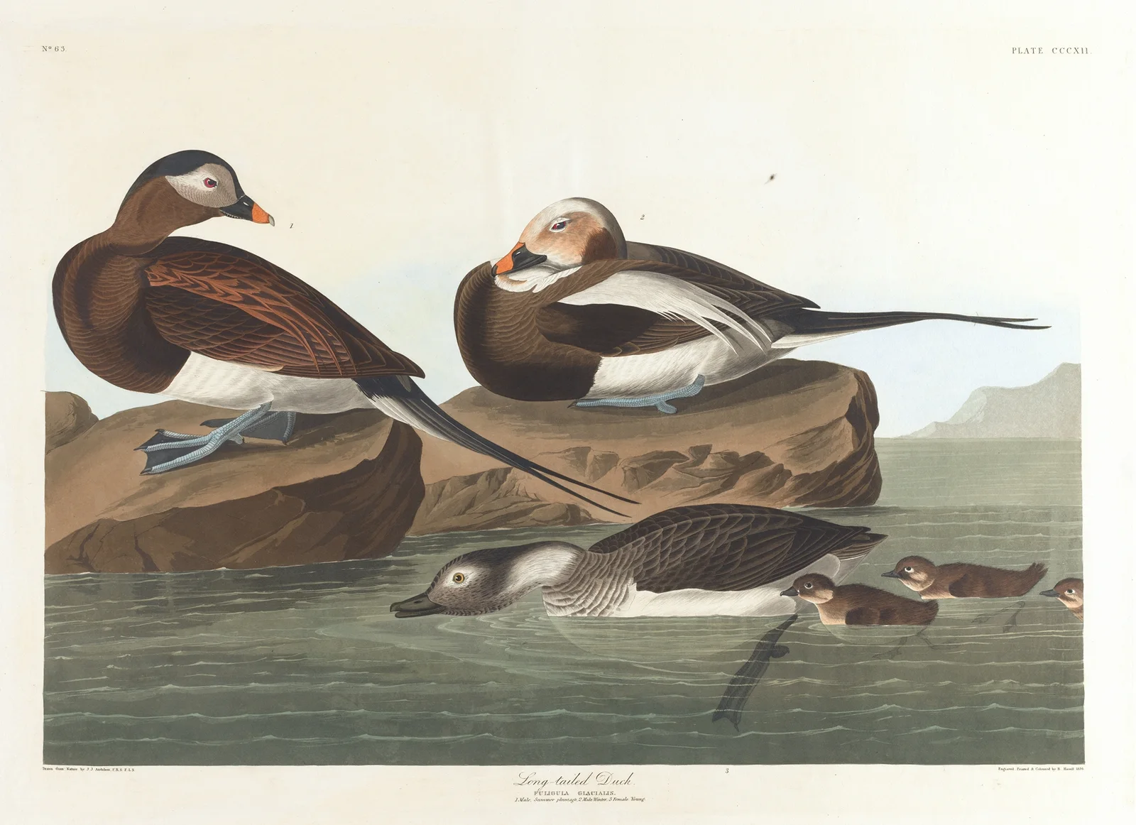 Long-tailed duck av John James Audubon