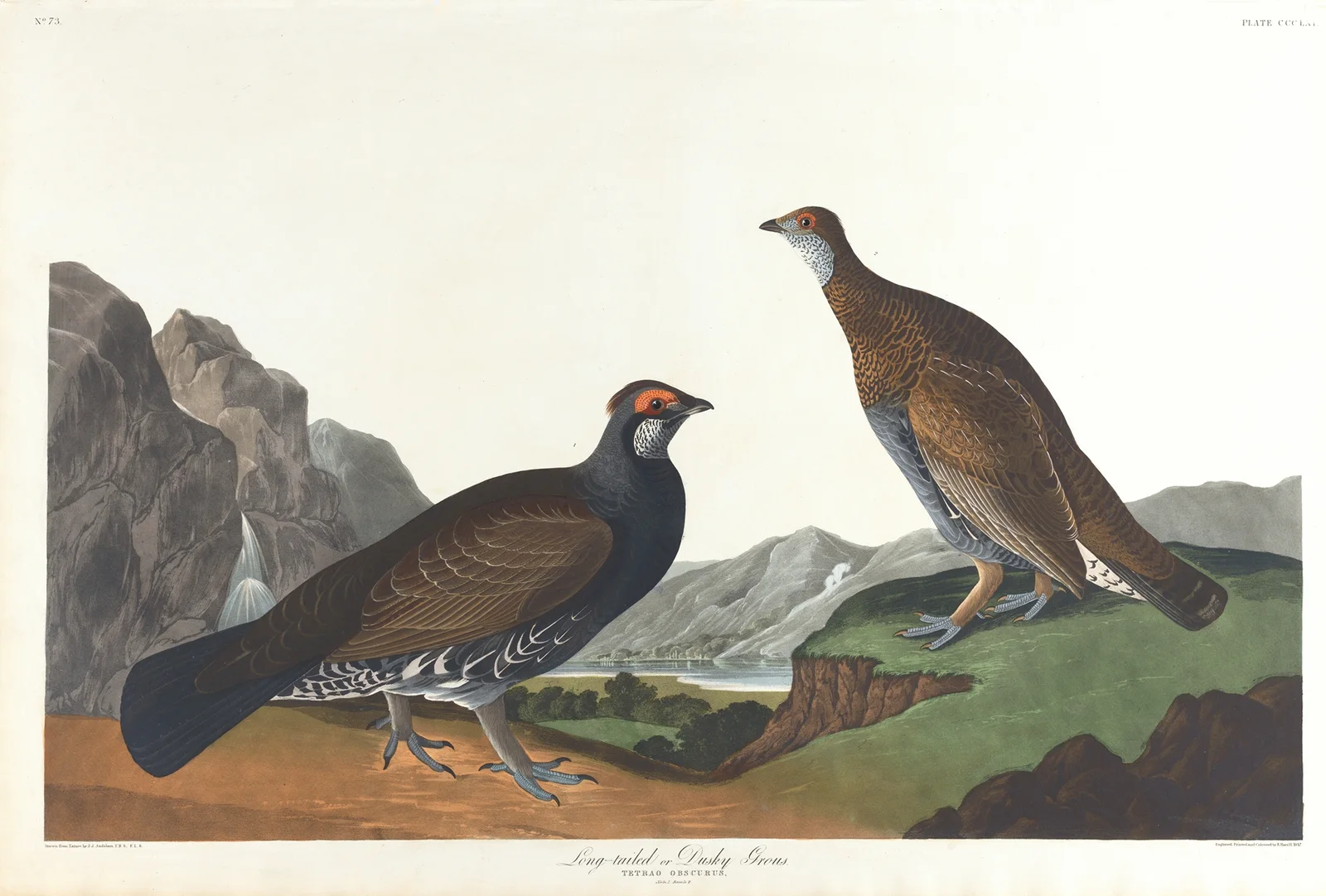 Long-tailed or dusky grous av John James Audubon