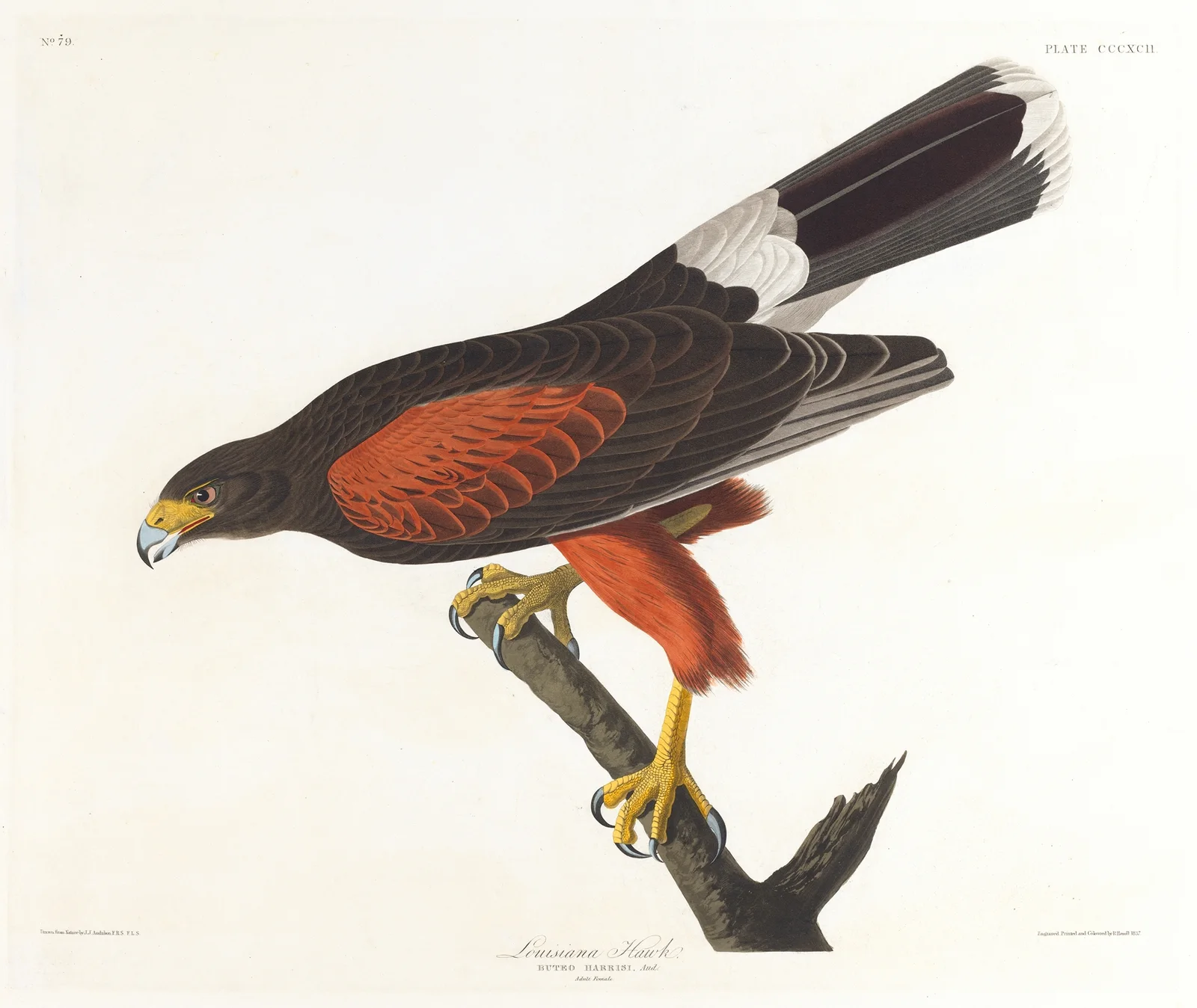 Louisiana hawk av John James Audubon