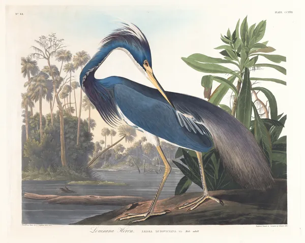Louisiana heron av John James Audubon